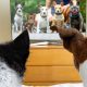 TV for dogs booms but are they watching?