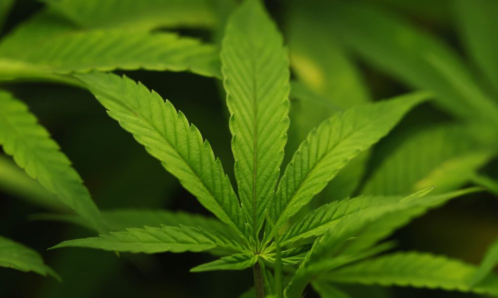 Trump administration moves to reclassify cannabis