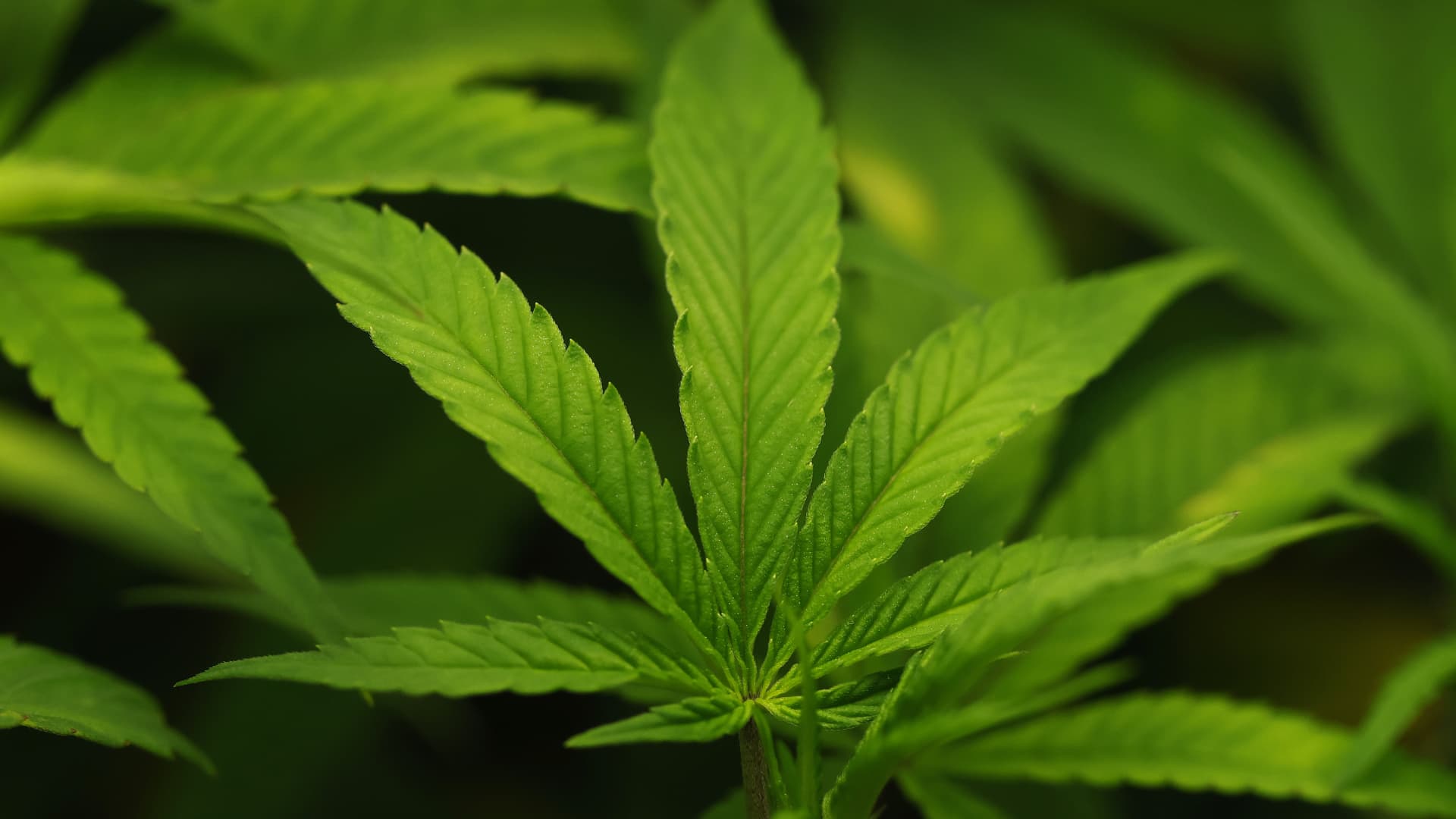 Trump administration moves to reclassify cannabis