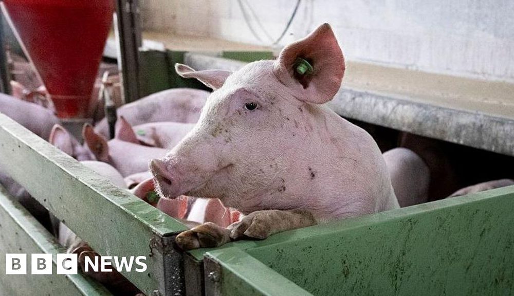 Spain's pork industry seeks salvation from swine fever threat