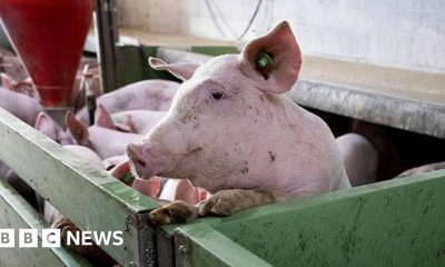 Spain's pork industry seeks salvation from swine fever threat