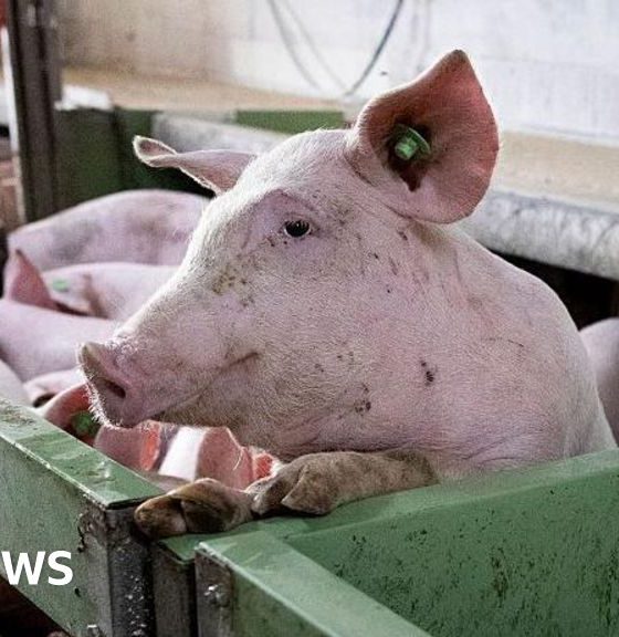 Spain's pork industry seeks salvation from swine fever threat