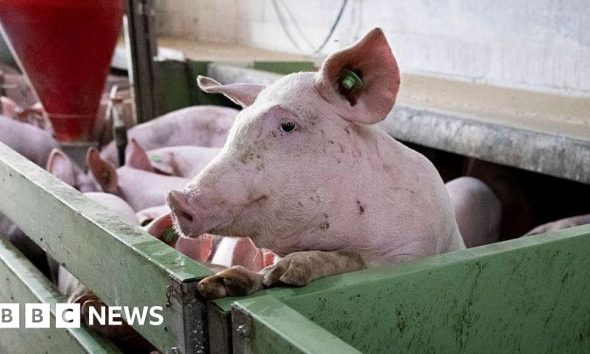 Spain's pork industry seeks salvation from swine fever threat