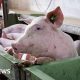 Spain's pork industry seeks salvation from swine fever threat