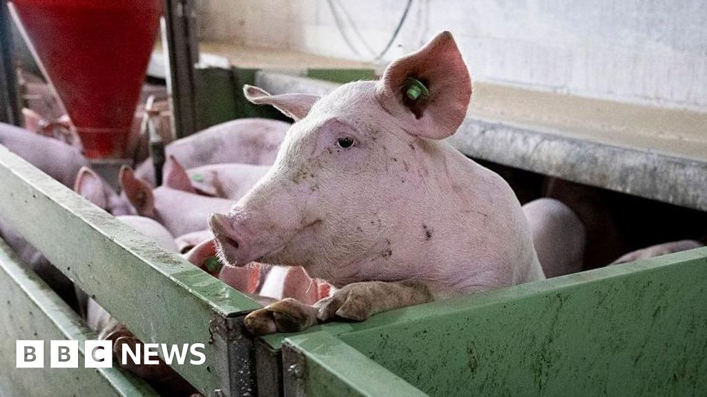 Spain's pork industry seeks salvation from swine fever threat