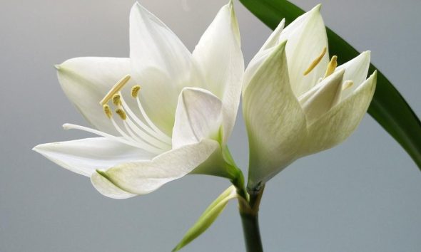 Latest death notices and funeral announcements from The Bolton News