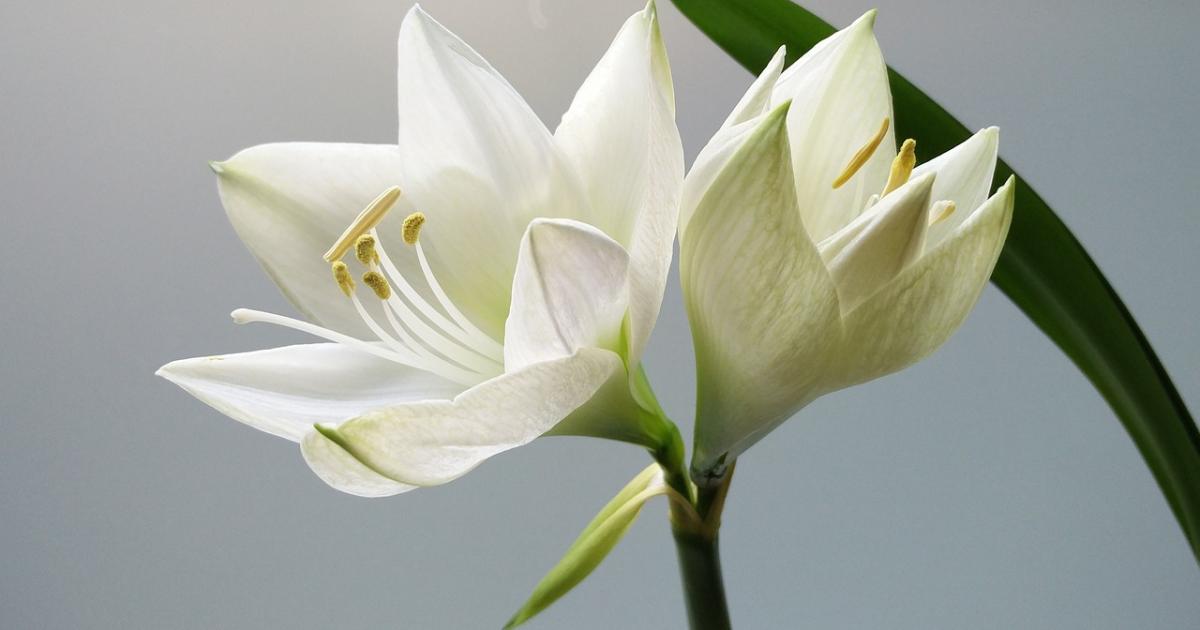 Latest death notices and funeral announcements from The Bolton News