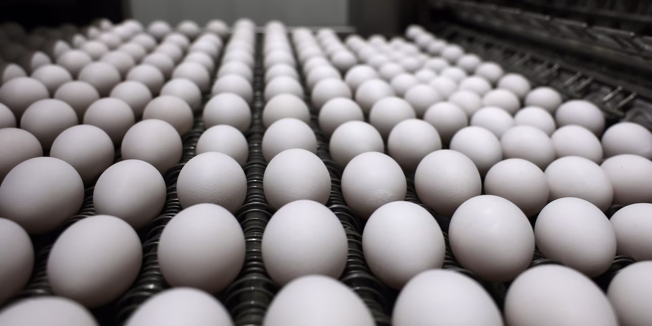 Cal-Maine Foods Sales Sink on Lower Egg Prices