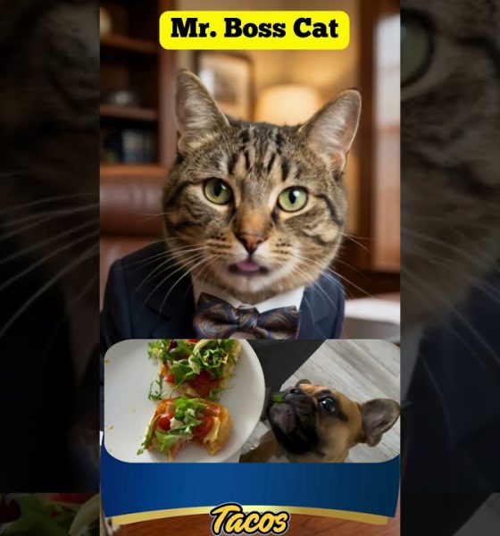#shorts+@dreamreelspsk. Mr. Boss Cat Meme  7 . Elevate Personal Financial Literacy Story Visuals