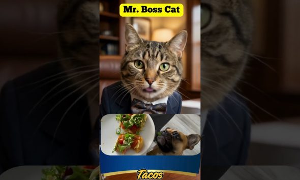 #shorts+@dreamreelspsk. Mr. Boss Cat Meme  7 . Elevate Personal Financial Literacy Story Visuals