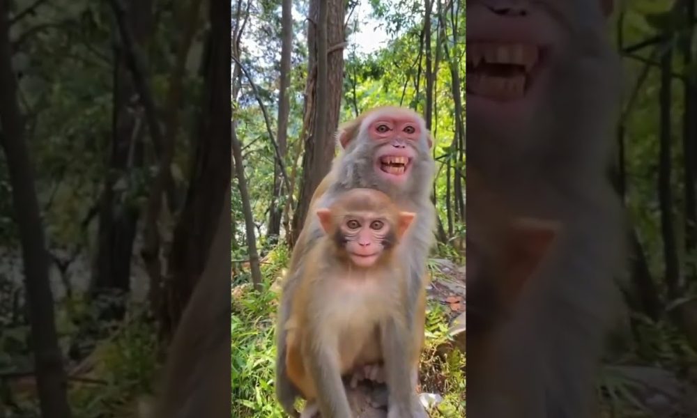 monkey shot reels YouTube#shorts #youtubeshorts #money #reels #fuuny #trending #tiktok #viral