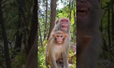 monkey shot reels YouTube#shorts #youtubeshorts #money #reels #fuuny #trending #tiktok #viral