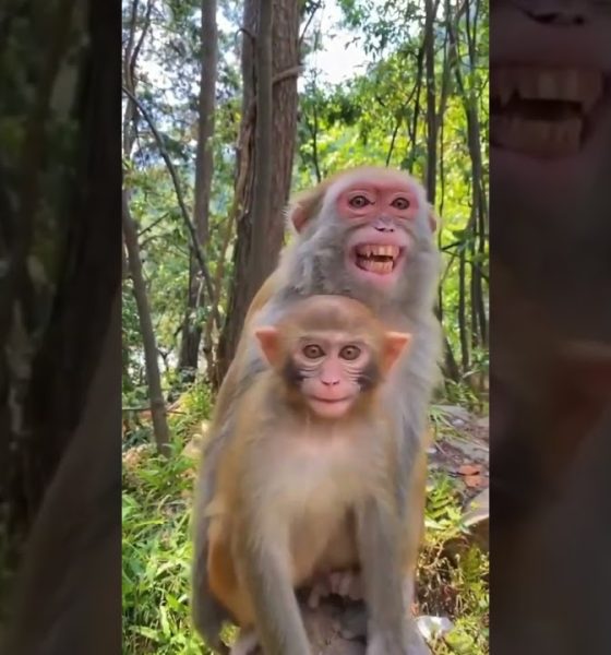 monkey shot reels YouTube#shorts #youtubeshorts #money #reels #fuuny #trending #tiktok #viral