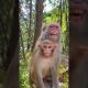 monkey shot reels YouTube#shorts #youtubeshorts #money #reels #fuuny #trending #tiktok #viral
