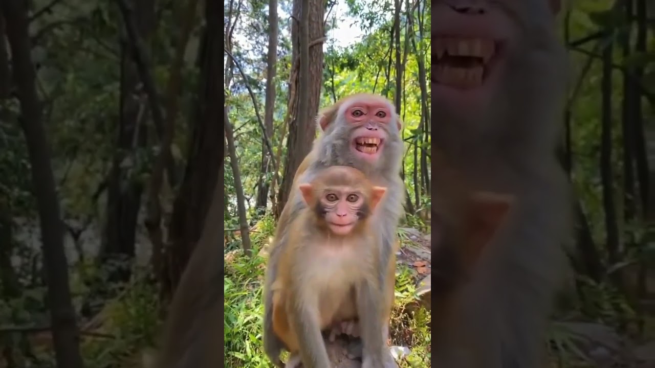 monkey shot reels YouTube#shorts #youtubeshorts #money #reels #fuuny #trending #tiktok #viral