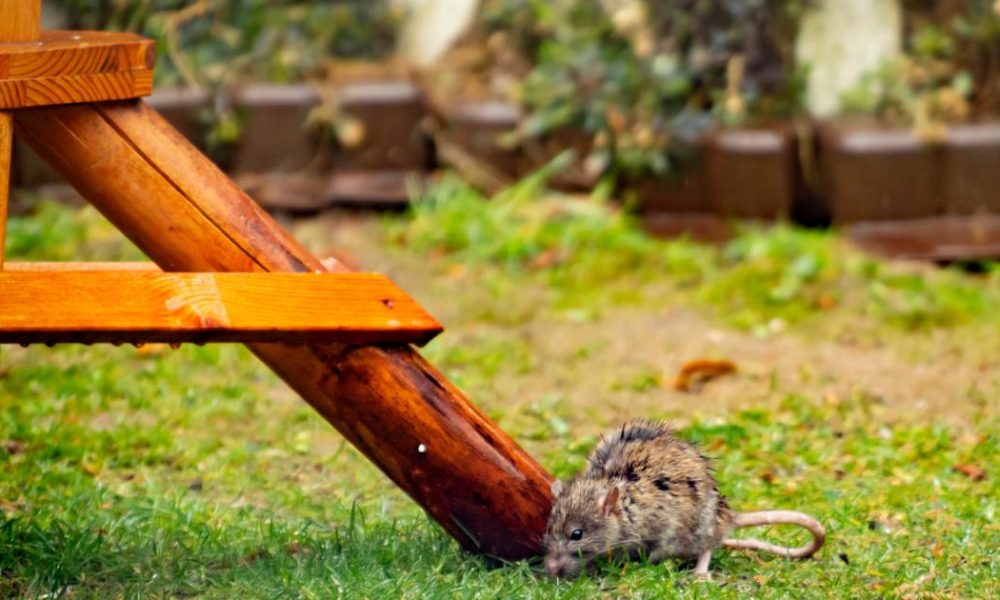 Who to call if you see rats in your house or garden