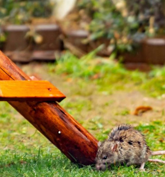 Who to call if you see rats in your house or garden