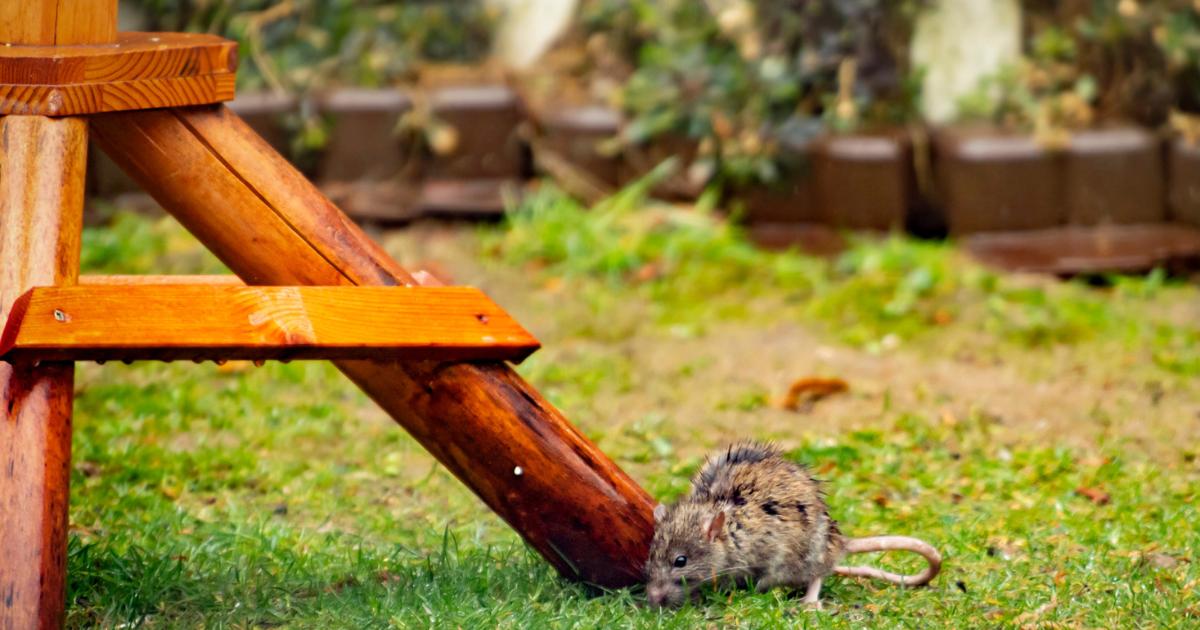 Who to call if you see rats in your house or garden