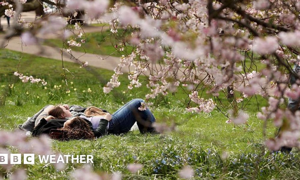 People lying down on grass clearly enjoying some warm sunshine with some pink blossom trees in the foreground