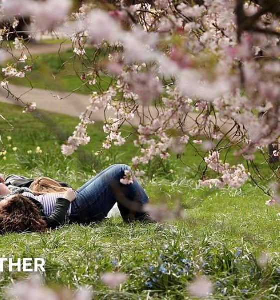 People lying down on grass clearly enjoying some warm sunshine with some pink blossom trees in the foreground