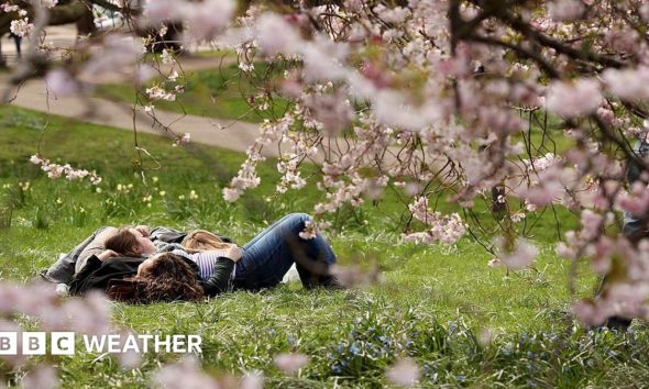 People lying down on grass clearly enjoying some warm sunshine with some pink blossom trees in the foreground