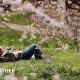 People lying down on grass clearly enjoying some warm sunshine with some pink blossom trees in the foreground