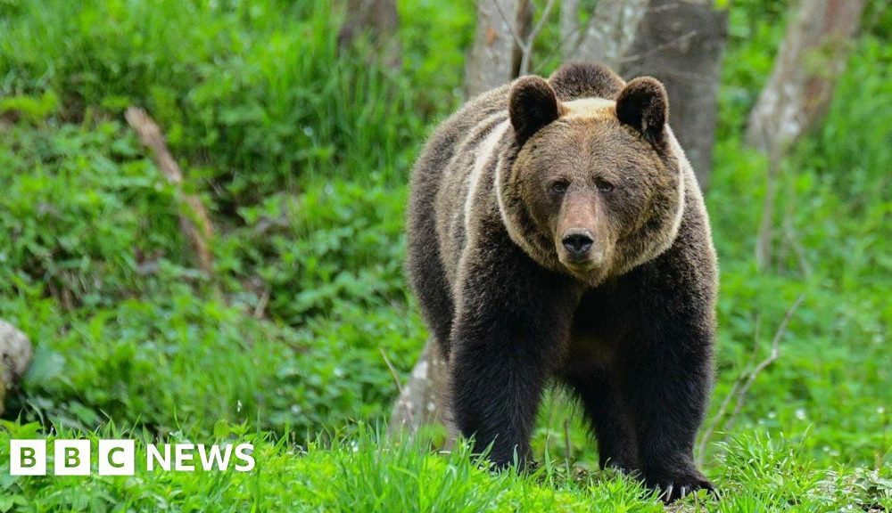 Woman killed by bear in Polish forest, son and local government say