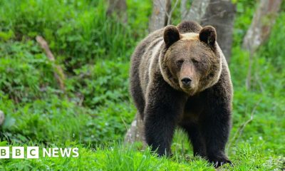 Woman killed by bear in Polish forest, son and local government say