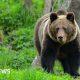 Woman killed by bear in Polish forest, son and local government say