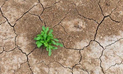 DeFi’s shakeout is a stress test, not a death sentence