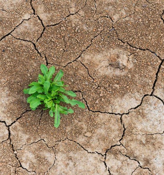 DeFi’s shakeout is a stress test, not a death sentence