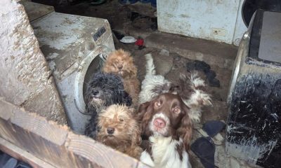 'Lenient' Barnard Castle women's jail terms won't face review