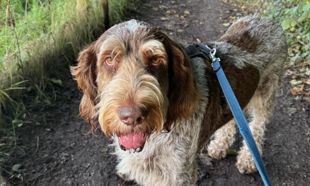 Allow Ordnance Survey to take the lead when walking your best friend