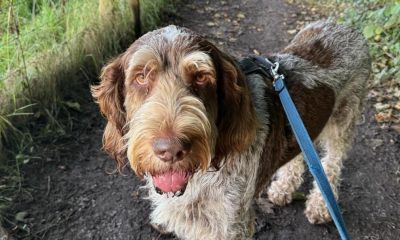 Allow Ordnance Survey to take the lead when walking your best friend