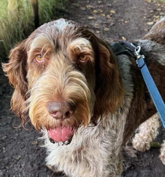 Allow Ordnance Survey to take the lead when walking your best friend