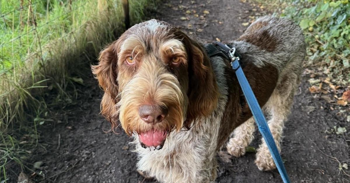 Allow Ordnance Survey to take the lead when walking your best friend