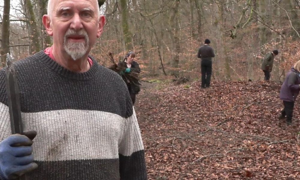 Pink rhododendron plant takes over Smithills Estate
