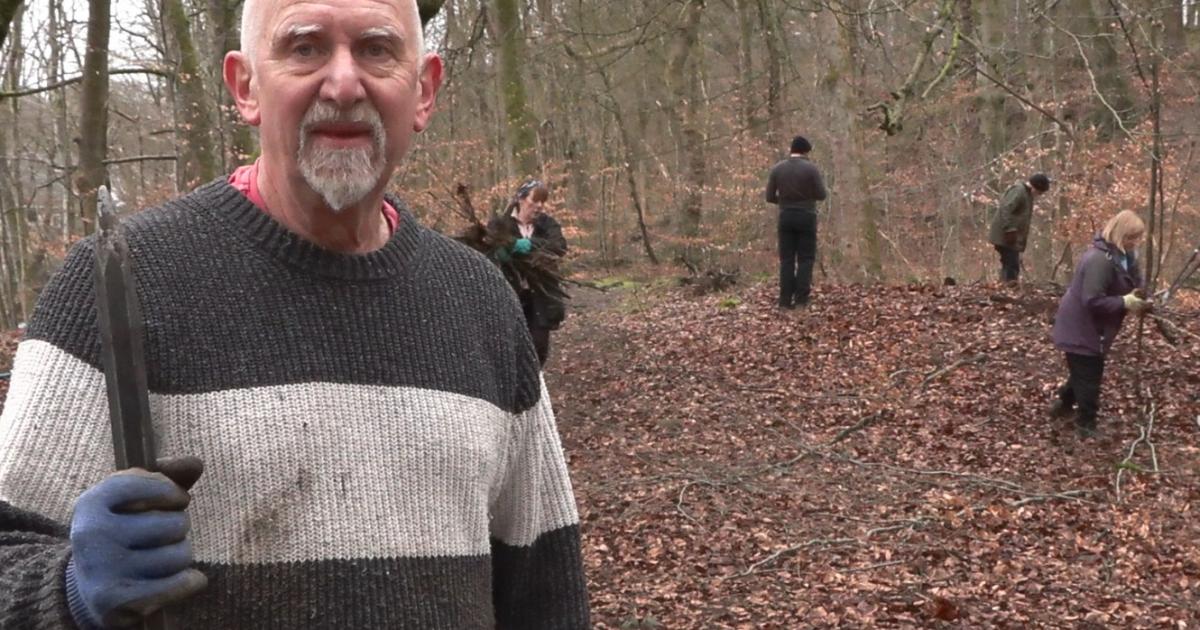 Pink rhododendron plant takes over Smithills Estate