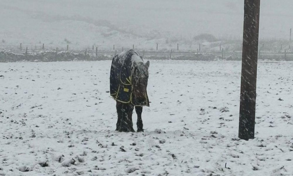 Bolton mother and daughter in court for neglecting pony