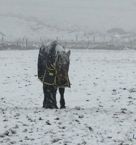 Bolton mother and daughter in court for neglecting pony