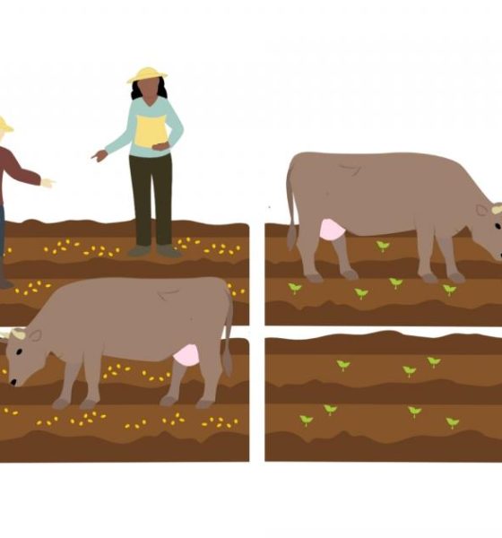 Smithills Estate groundbreaking experiment involving trees and cows
