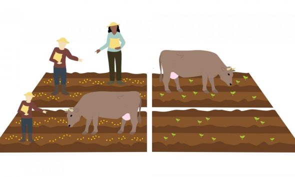 Smithills Estate groundbreaking experiment involving trees and cows