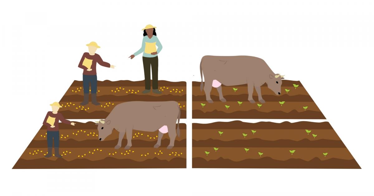 Smithills Estate groundbreaking experiment involving trees and cows