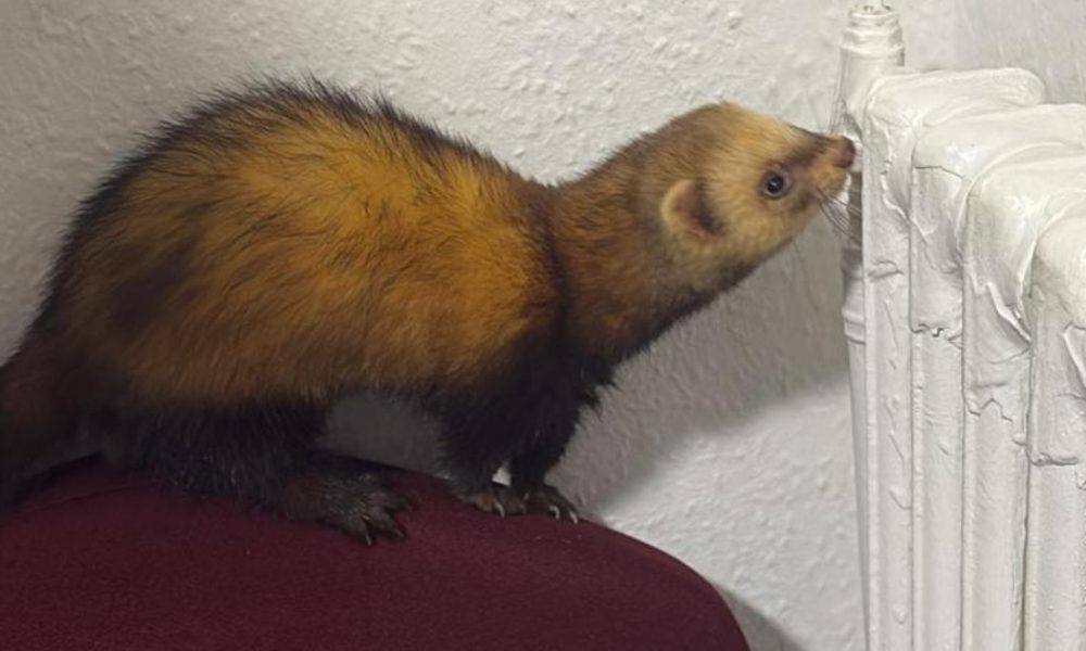 Owners of lost ferret found in Barkston Ash come forward