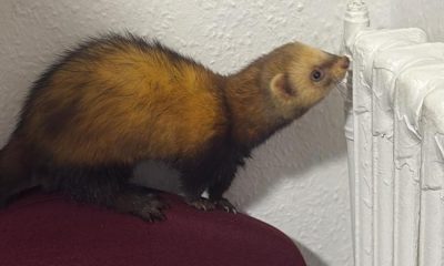 Owners of lost ferret found in Barkston Ash come forward