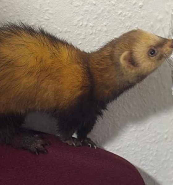 Owners of lost ferret found in Barkston Ash come forward