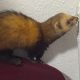 Owners of lost ferret found in Barkston Ash come forward