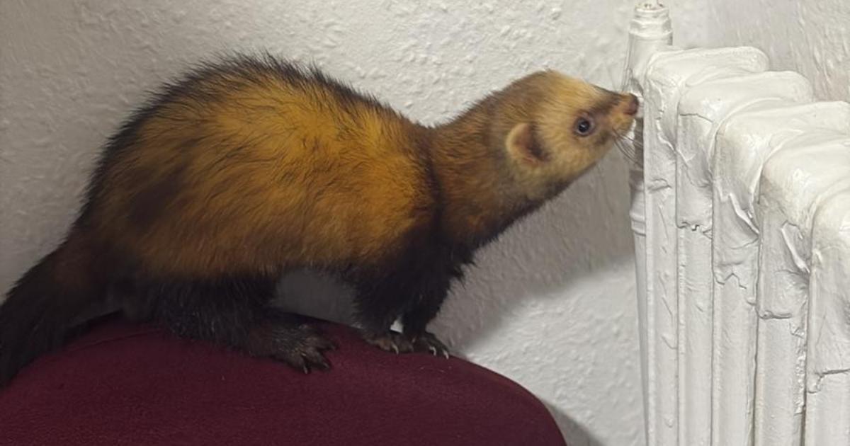 Owners of lost ferret found in Barkston Ash come forward