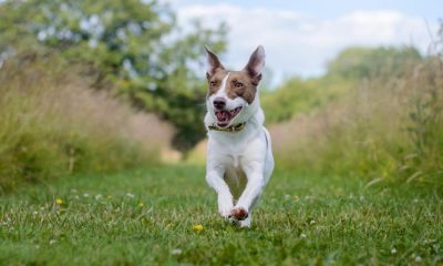 Darlington residents warned weather is 'serious risk' to dogs