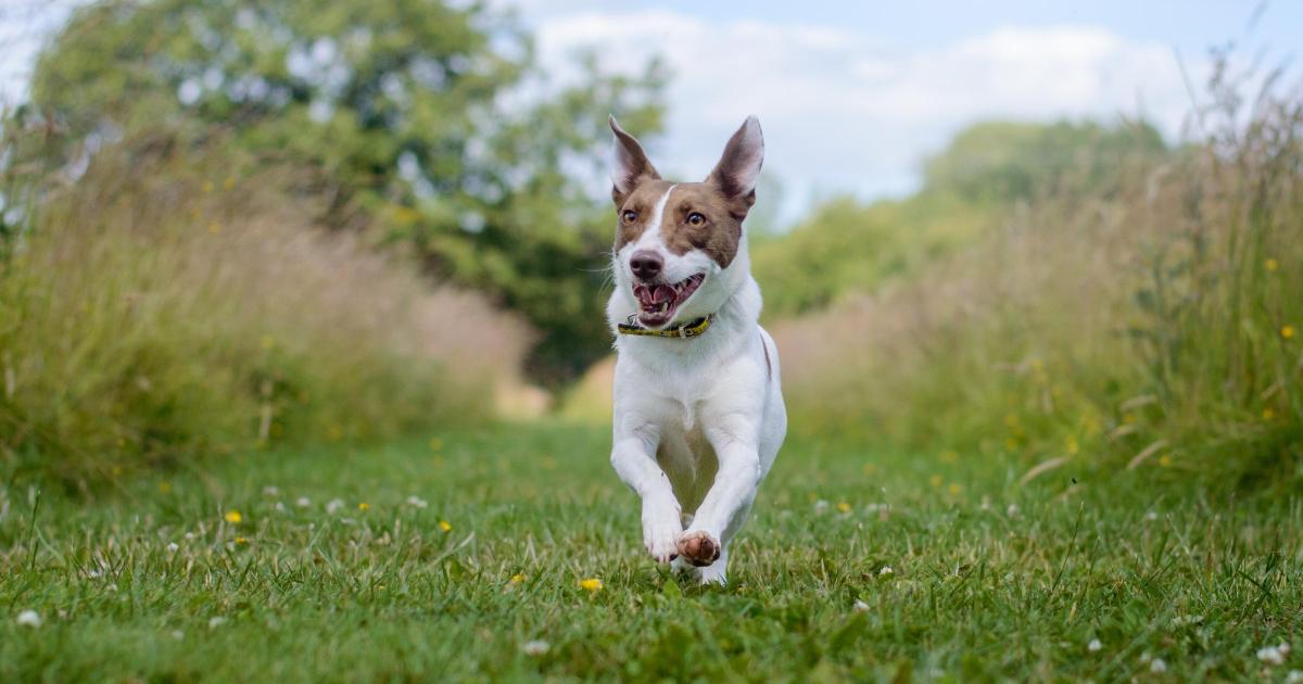 Darlington residents warned weather is 'serious risk' to dogs